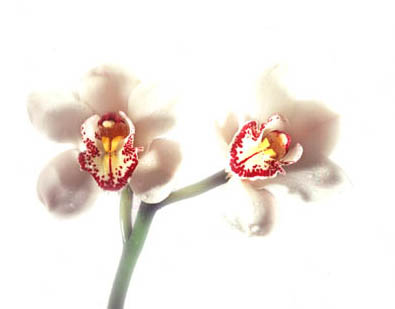 ������ �ִ� ���� ��/��/��/�� �� �ֽ��ϴ�.